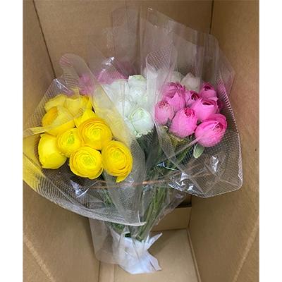 ふるさと納税 観音寺市 ラナンキュラス「品種混合セット」切花　50本　色おまかせ |  | 01