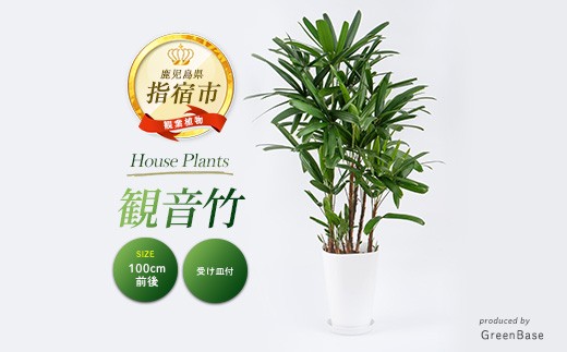 2026年1月中旬～発送【観葉植物】観音竹8号鉢(Green Base/IB003-005) 南国鹿児島県で育った 観葉植物！植物 鉢付 インテリア 室内 オフィス おしゃれ プレゼント ギフト 開店祝い 移転祝い マイナスイオン【配送不可地域：北海道・沖縄県・離島】