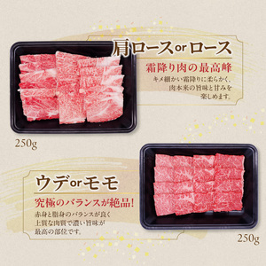 宮崎牛焼肉2種セット250g×2パック_13-N2-002-500_(都城市) 赤身 霜降り 食べ比べ 肩ロース又はロース ウデ モモ 焼き肉 牛肉 とろける BBQ 焼肉