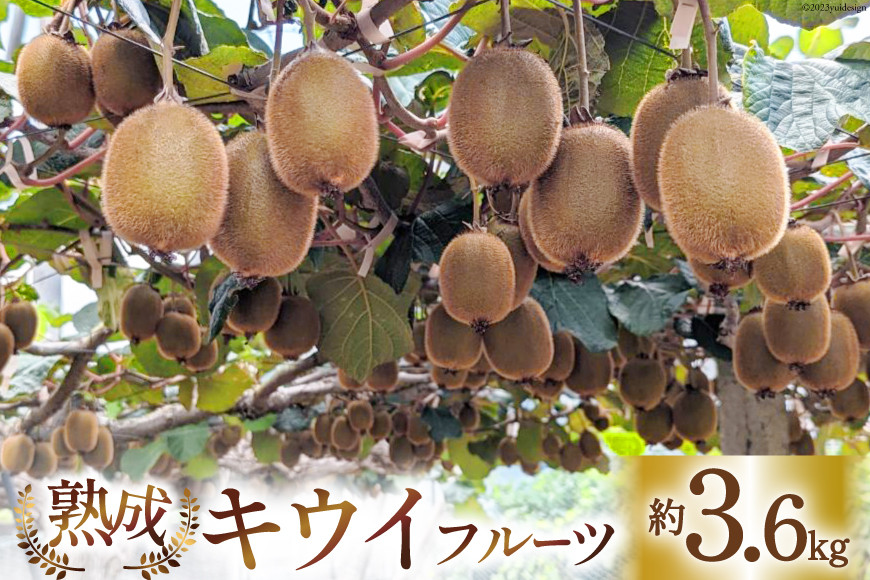 
                  【2025年発送】キウイフルーツ 約3.6kg （25～30玉） [三浦農園 山梨県 韮崎市 20743075] フルーツ 果物 キウイ キウィ 3.6キロ スムージー デザート 果実 甘い 追熟 熟成 数量限定 季節限定 期間限定 山梨 山梨県産
                