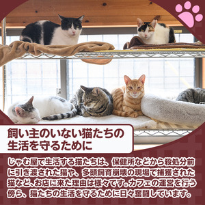 ≪お礼品なし≫保護猫 活動支援(1口：3,000円) 猫 ねこ ネコ 地域猫 野良猫 のらねこ さくら猫 保護 支援 保護猫活動 里親 動物保護 保護活動支援 ペット保護 支援活動 返礼品なし ボラン
