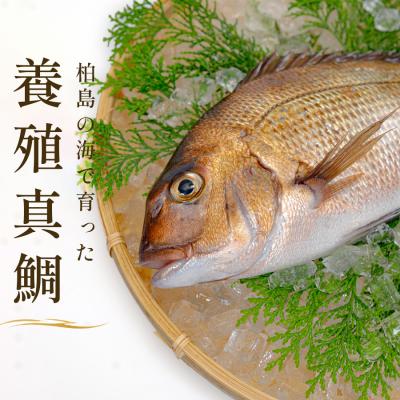 ふるさと納税 大月町 お食い初め 真鯛 1尾 500g以上 尾頭付き 鯛 のみ 1匹 真空パック 祝い鯛 100日祝い |  | 01