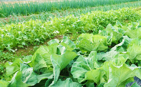 【6回定期便】高知県産 土佐季節の野菜詰め合せセット/隔月 2ヵ月に1回 野菜 定期 お野菜 高知 やさい 季節もの 【香稜苑】[ATBQ011]