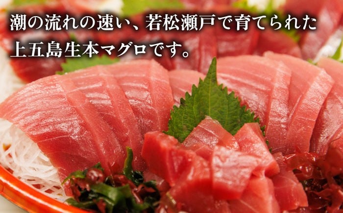 【全12回定期便】五島列島産 養殖 生本かみマグロ 赤身 中トロ 計約500g / まぐろ 鮪 刺身 ブロック