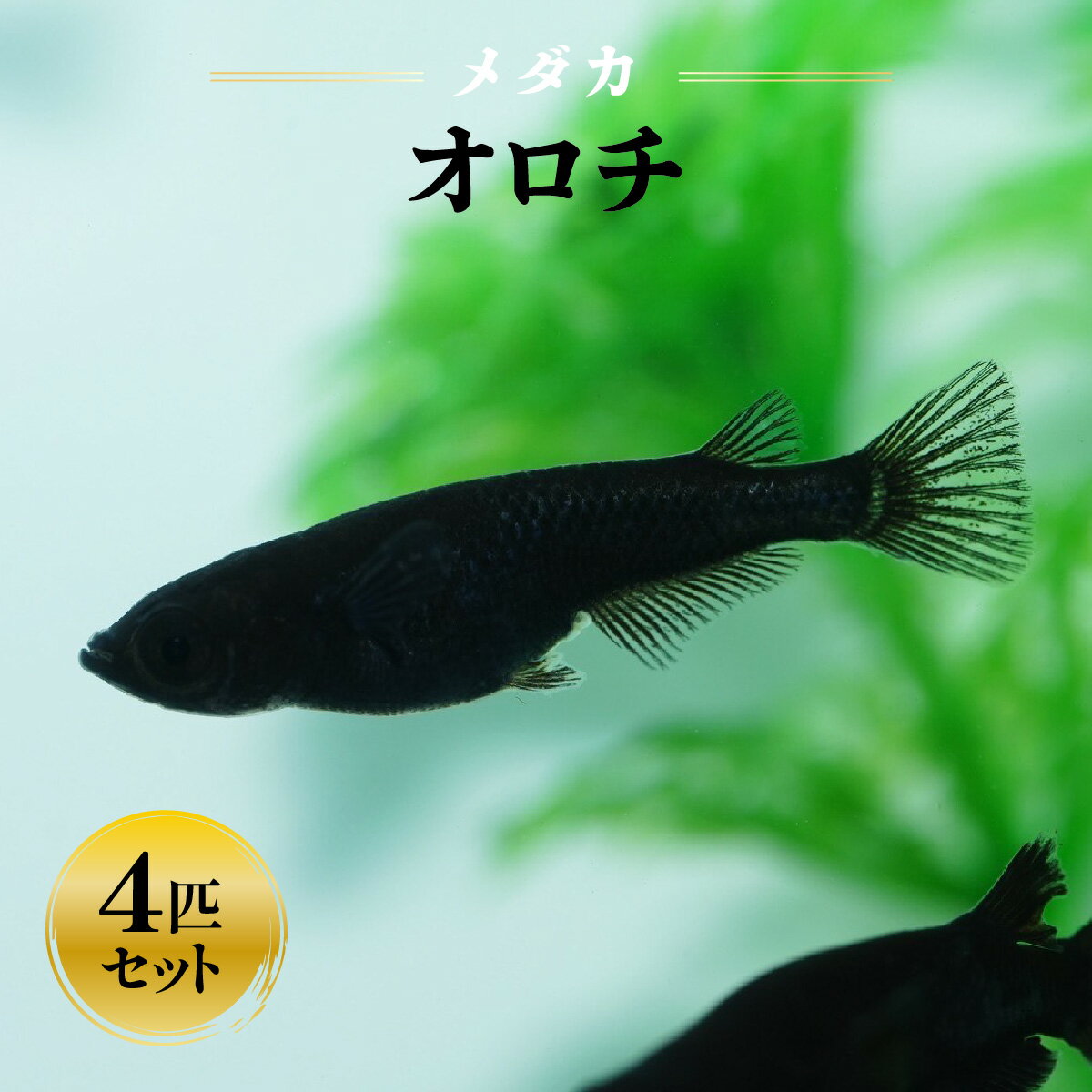 【ふるさと納税】メダカ「オロチ」4匹セット　お届け：発注後、1〜2週間程度 HNNAD005