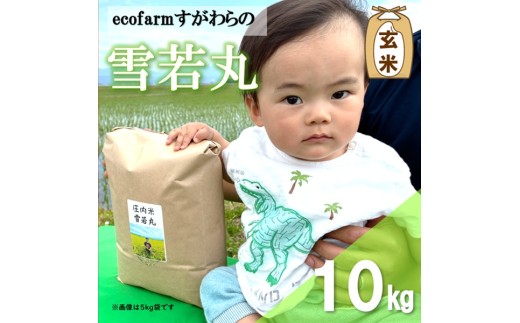【令和8年産・玄米】ecofarmすがわらの庄内米雪若丸10kg※10月上旬頃から順次配送