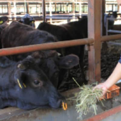 MIX焼肉(ロース、カルビ、モモ)食べ比べ600g【配送不可地域：離島】