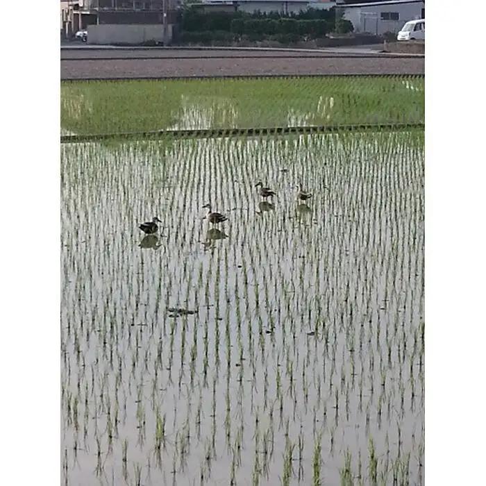 和歌山県産にこまる１0キロ（５キロ２袋）