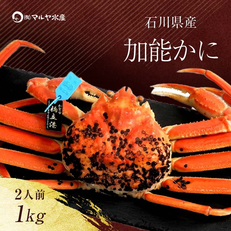 【ふるさと納税】＼時期が選べる／【冷蔵発送】石川県産 加能かに ズワイガニ ( 産地証明タグ付 ) 茹で上げ前重量 約1.0kg 1匹 特大サイズ ブランド蟹 ボイル 茹で 蟹 かに グルメ 海産物 海の幸 復興 震災 コロナ 能登半島地震復興支援 北陸新幹線 F6P-0679