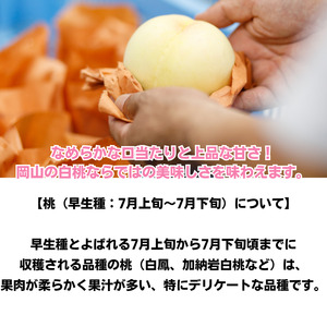 白桃 5玉 約1.3kg 岡山県産 【先行予約 2026年7月上旬から順次発送】