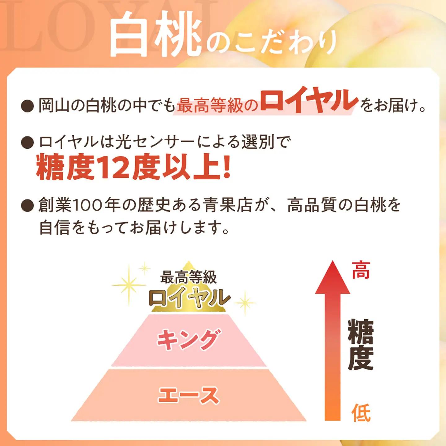 【令和８年発送分】岡山県産 白桃「ロイヤル」1.5kg（令和8年7月から8月頃発送）【桃】