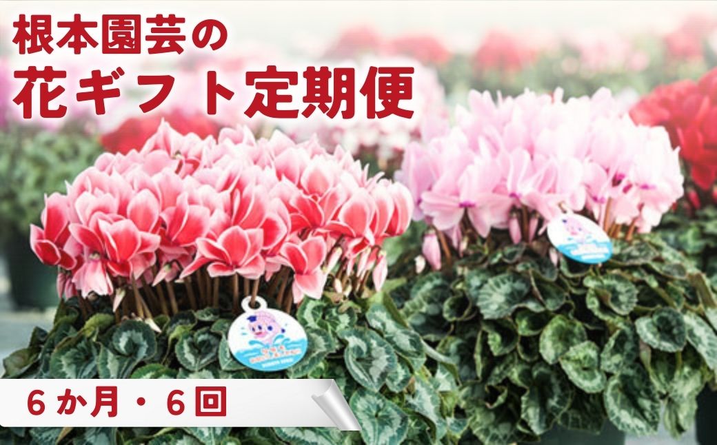 【ふるさと納税】【先行予約】【定期便】花ギフト定期便 選べる回数 シクラメン マーガレット ラナンキュラス ラックス クレマチス アジサイ 花 お花 フラワーギフト 定期便 花ギフト フラワーギフト 鉢花 鉢植え ギフト プレゼント 贈答 農林水産大臣賞受賞 根本園芸