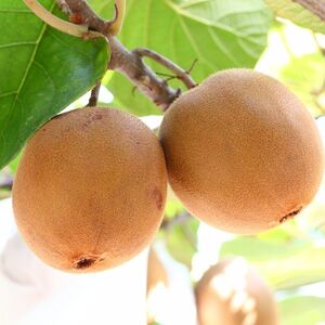 さぬきゴールド キウイフルーツ2.7kg【予約受付中！令和8年10月中旬頃より発送！】【B-60】
