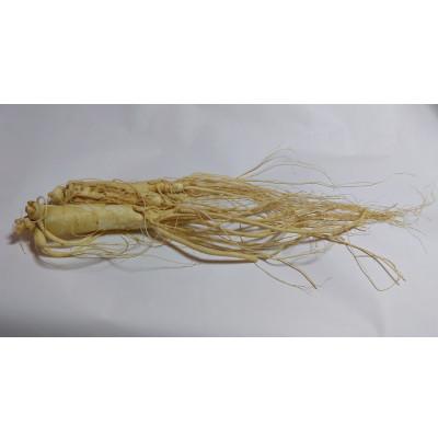ふるさと納税 長野県 生高麗人参 6年生 省き品 約130g/1本【 栽培期間中低農薬 】信州産 朝鮮人参