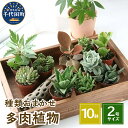 【ふるさと納税】観葉植物 おまかせ 多肉植物 2号 10鉢 可愛い ミニサイズ 人気 オススメ 趣味 インテリア ナチュラル 自然 風水 緑 プレゼント ギフト 贈答用 送料無料 株式会社チャーム