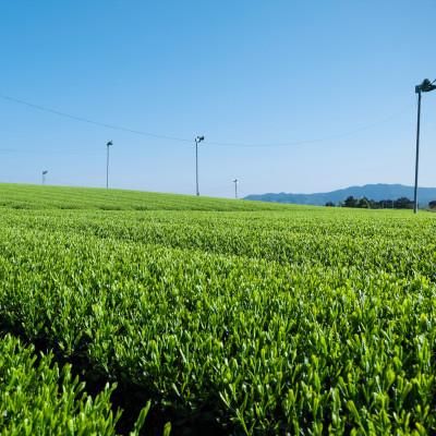 ふるさと納税 筑前町 【八女茶　江戸宝永年間創業】14代目オススメの八十八夜の八女茶「翠」5本セット(ご自宅用) |  | 03