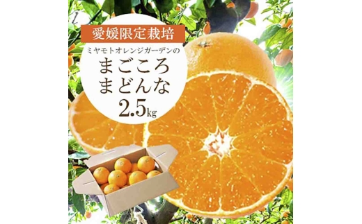 紅まどんなと同品種 愛媛果試28号 まごころまどんな 2.5kg＜D25-128＞_ まどんな マドンナ 柑橘類 柑橘 みかん ミカン オレンジ フルーツ 果物 くだもの 人気 美味しい 希少【1166249】 YWTAP071