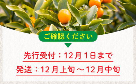 【先行予約】温室金柑 2㎏(250g×8パック)