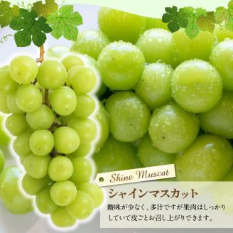 91-4 先行予約 シャインマスカット クイーンニーナ セット 約2kg マスカット 葡萄 フルーツ 果物 果実 皮ごと 種なし 赤ブドウの女王 エコファーマー マルショウぶどう園 お取り寄せ ギフト