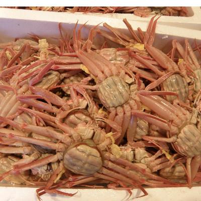 ふるさと納税 鯖江市 【11月6日漁解禁】 冬の味覚!越前せいこがに甲羅盛 6個セット 1杯当り180g〜200g |  | 03