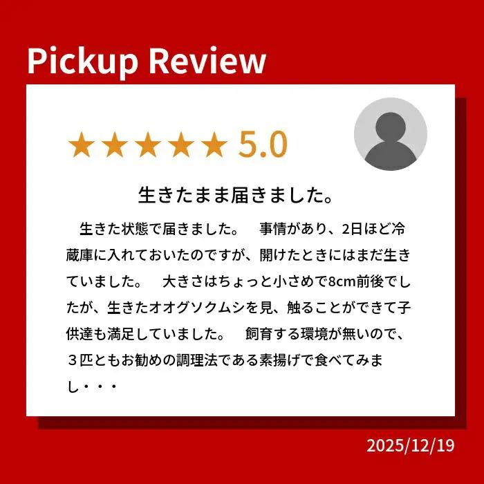 【テレビで取り上げられました！】「深海王国」室戸からお届けする「活オオグソクムシ」【３匹】話題性あり 甲殻類 エビ・カニの仲間 高知県 珍しい 自然 太平洋 ジオパーク 海産物 魚介類 グソクムシ F
