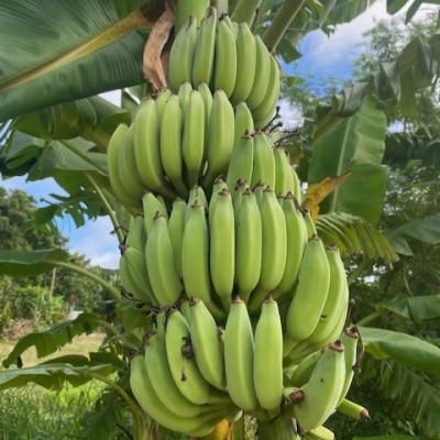 ふるさと納税 豊見城市 琉球黄金バナナ・パパイヤ・パパイヤシリシリの詰め合わせセット |  | 01