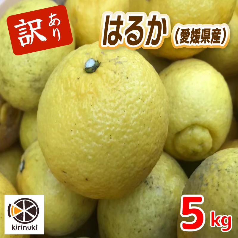【2027年1月中旬頃から順次発送】はるか 5キロ（ 訳あり ）|  みかん ミカン 蜜柑 柑橘 愛媛県産 甘い 愛媛みかん フレッシュ おいしい フルーツ 規格外 わけあり 産地直送 果物 数量限定 国産 くだもの 愛媛県 松山市