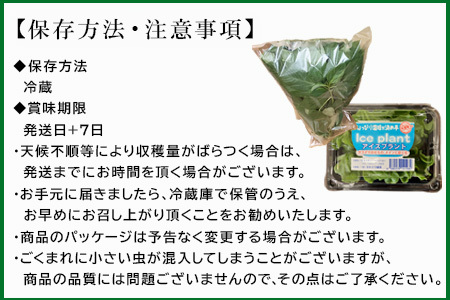 『先行予約』【12月上旬より順次発送】冬穫れハウスモロヘイヤ(100g×5袋)とアイスプラント(70g×5P)セット 3箱 ネバネバ 高栄養価 プチプチ新体験 定番おひたし 和洋中の各種スープ お肉・