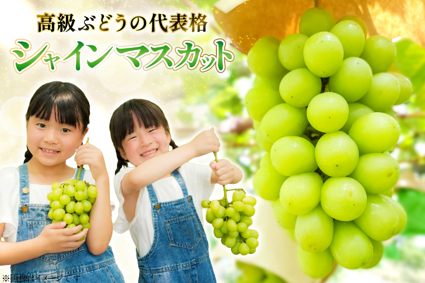 【期間限定発送】 シャインマスカット 秀 2房 約 1.4kg [もん前の里 山形県 高畠町 tk06ays960004] フルーツ 果物 くだもの ぶどう ブドウ 葡萄 1.4キロ 甘い