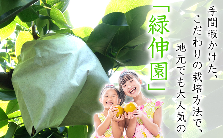 『緑伸園』の旬の梨 約5kg《8月中旬-9月下旬頃出荷》 旬の品種をお届け 予約受付中  6-13玉前後入り 【ふるさと納税】 梨 フルーツ  旬 豊水 あきづき 新高