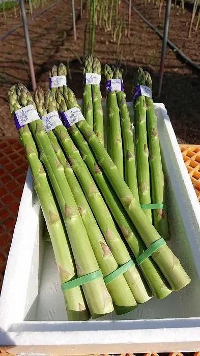 大武さんのアスパラガスギフトセット1kg