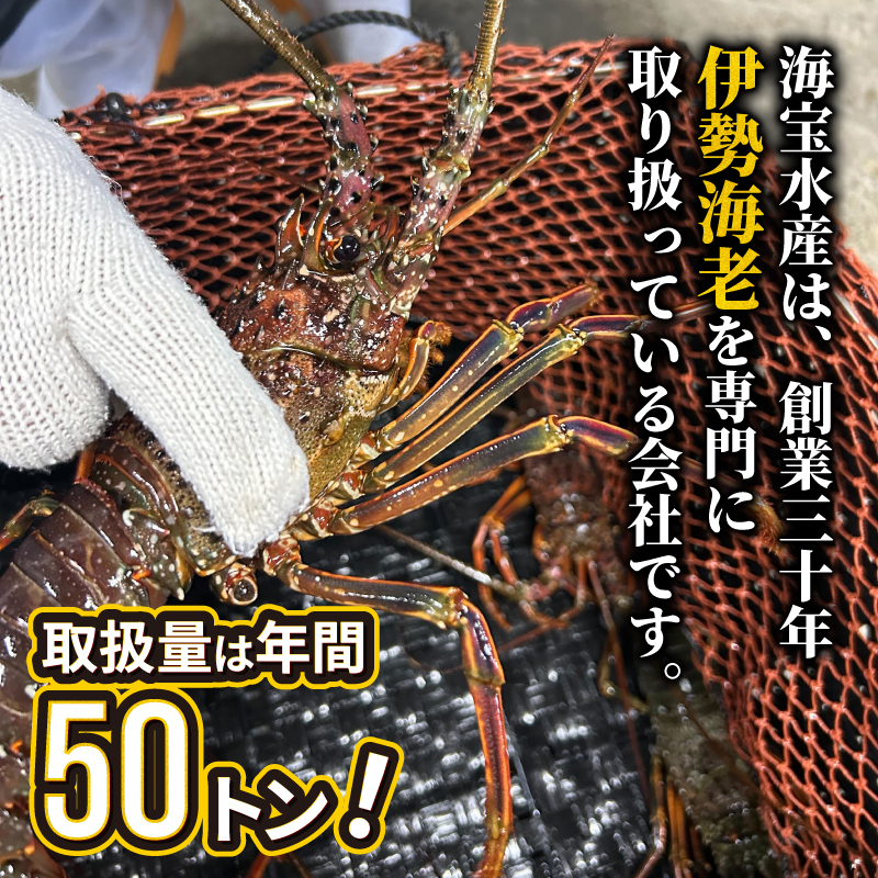 （冷凍） 簡単調理 伊勢海老 800g ハーフカット 処理済み イセエビ 海老 えび 伊勢 エビ 伊勢エビ 海宝水産 贅沢 高級 簡単調理 バーベキュー BBQ 鉄板焼 海鮮 ギフト 国産 三重県 南