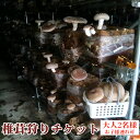 【ふるさと納税】椎茸狩りチケット [No.905] ／ 肉厚 ジューシー 大型 送料無料 岐阜県