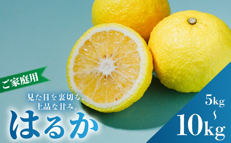 
                  【2027年2月中旬から順次発送】はるか 5kg / 10kg  家庭用  B品 |  みかん ワケアリ 訳あり 柑橘 果物 おすすめ お取り寄せ グルメ ギフト 期間 ご当地 愛媛県 松山市 蓮果園
                