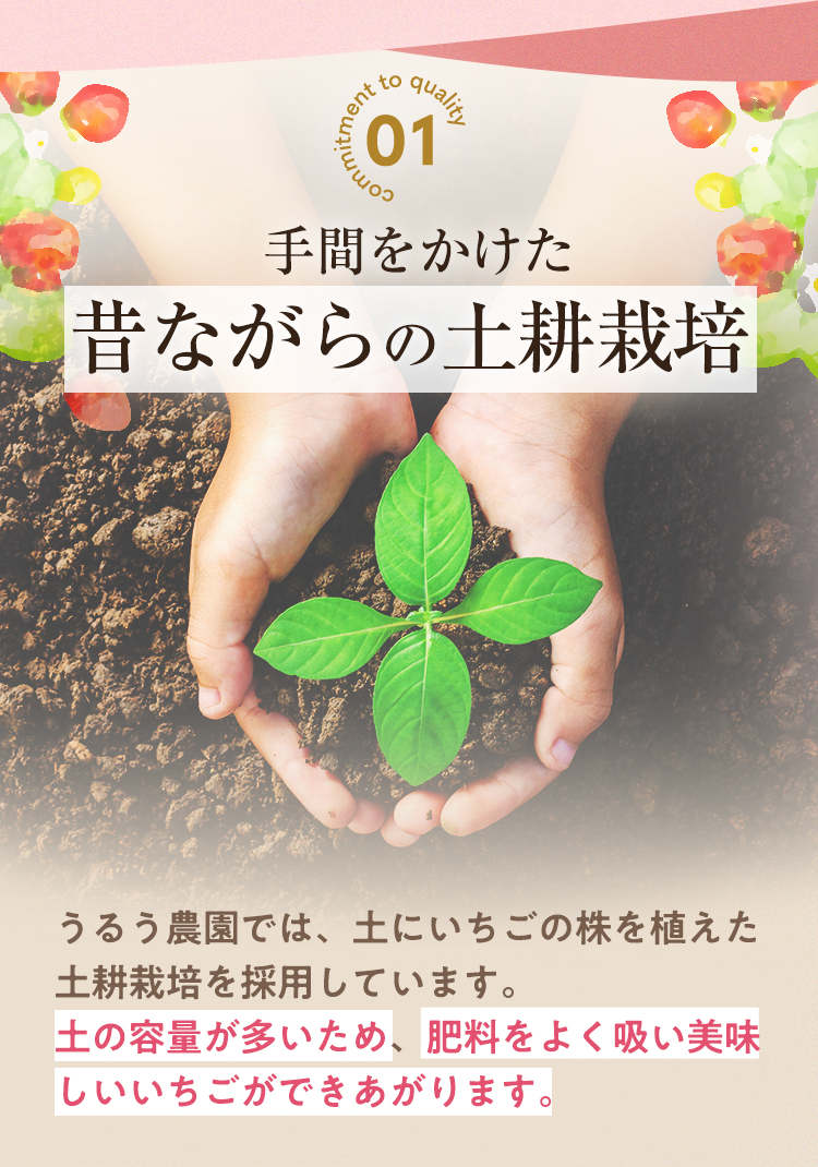 ＜全6回定期便(隔月)＞冷凍あまおう（計12kg:2kg×6回) いちご イチゴ 苺 あまおう 冷凍いちご 冷凍イチゴ 国産 福岡県 特別栽培 果物 フルーツ アイス ジャム 冷凍フルーツ ＜離島配送