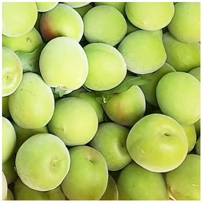 ふるさと納税 紀の川市 【秀品】南高梅 (青梅) 2L以下 約5kg |  | 01