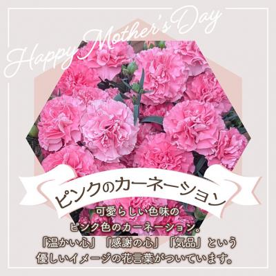 ふるさと納税 庄内町 【R8.5月初旬より順次発送】成澤さんのカーネーション ピンク(入金期限:2026.4.30) |  | 01