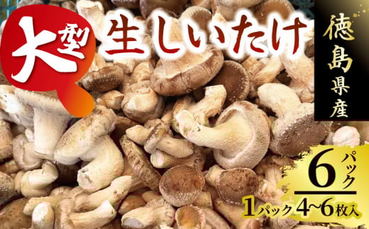 きのこ しいたけ 4～ 6枚 大型 超大型 キノコ 椎茸 ステーキ 生しいたけ 生 シイタケ 大ぶり だし ダシ 焼きしいたけ 肉詰め 鍋 味噌汁 スープ 野菜 新鮮 旬 食べ応え 厚い 肉厚 うまみ セット 菌床しいたけ 大西農園 徳島県 三好市