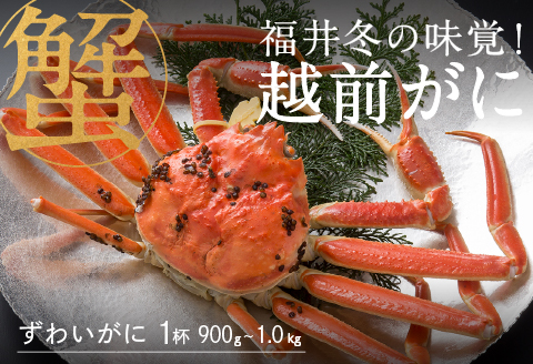 【産地直送】福井の冬の王様！越前がに 900g〜1.0kg