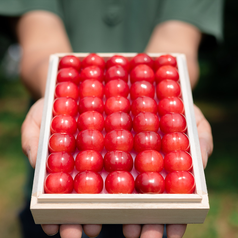 さくらんぼ 「佐藤錦」 300g 特秀品 2Lサイズ 桐箱入 山形産