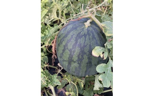 奈良県川西町産「かわにし今昔スイカ」【今】約１０ｋｇ　（2025年7月中下旬以降随時発送予定）