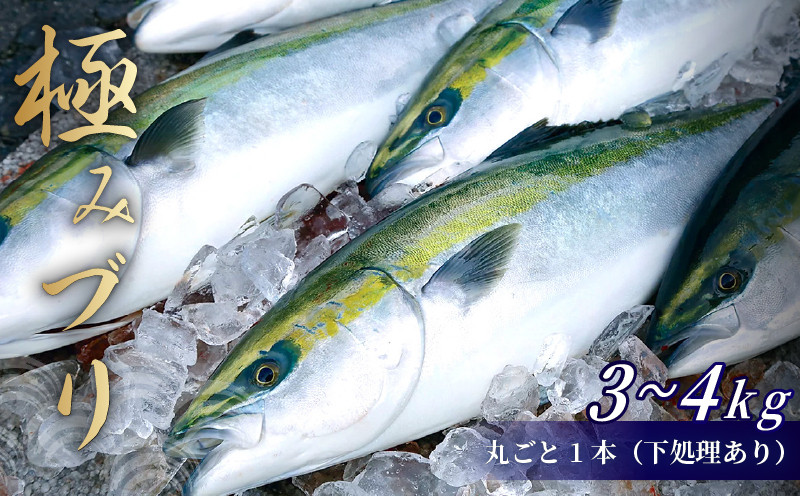 
ぶり 1本 3 〜 4kg （下処理有） ブランド 鰤 ぶり 冷蔵 ブリ しゃぶ 高知県 須崎市 高知 鰤 年末 正月 KS034
