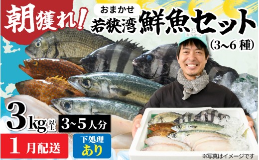 若狭湾鮮魚セット（下処理あり） ｜おまかせ3kg以上（3～6魚種）【1月発送】 ※着日指定不可 配送月 朝獲れ 朝どれ 旬 ３~５人分