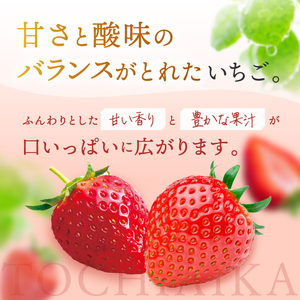 いちご狩りチケット 大人1名 (2月1日〜4月7日・4月27日〜5月6日) 真岡 栃木県 送料無料