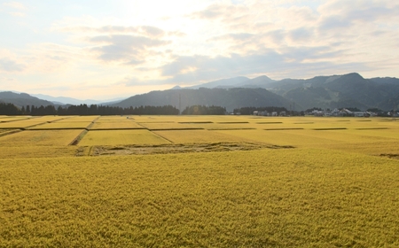 【3ヶ月定期便】【令和7年産】魚沼産コシヒカリ 特別栽培米 津南町認証米 10kg（5kg×2袋) 新潟県 津南町 大阪屋商店