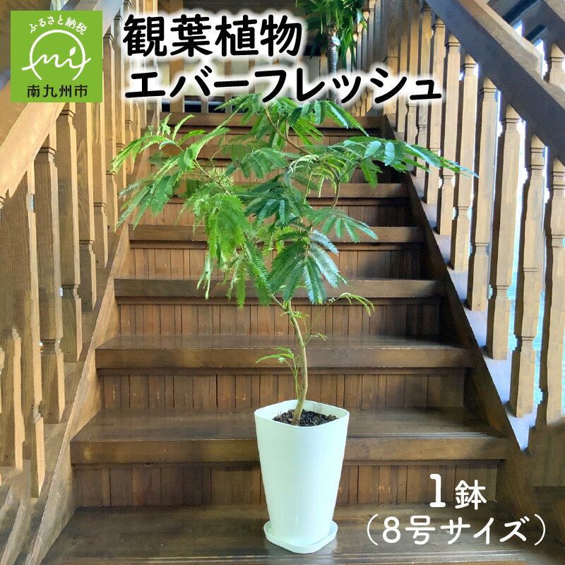 【ふるさと納税】観葉植物 エバーフレッシュ 8号 サイズ 1鉢 植物 明るい グリーン 華奢 鉢付 アカサヤネムノキ マメ科 インテリア 室内 オフィス おしゃれ プレゼント用 ギフト用 開店祝い 移転祝い 贈り物 お祝い 鹿児島県 南九州市 送料無料