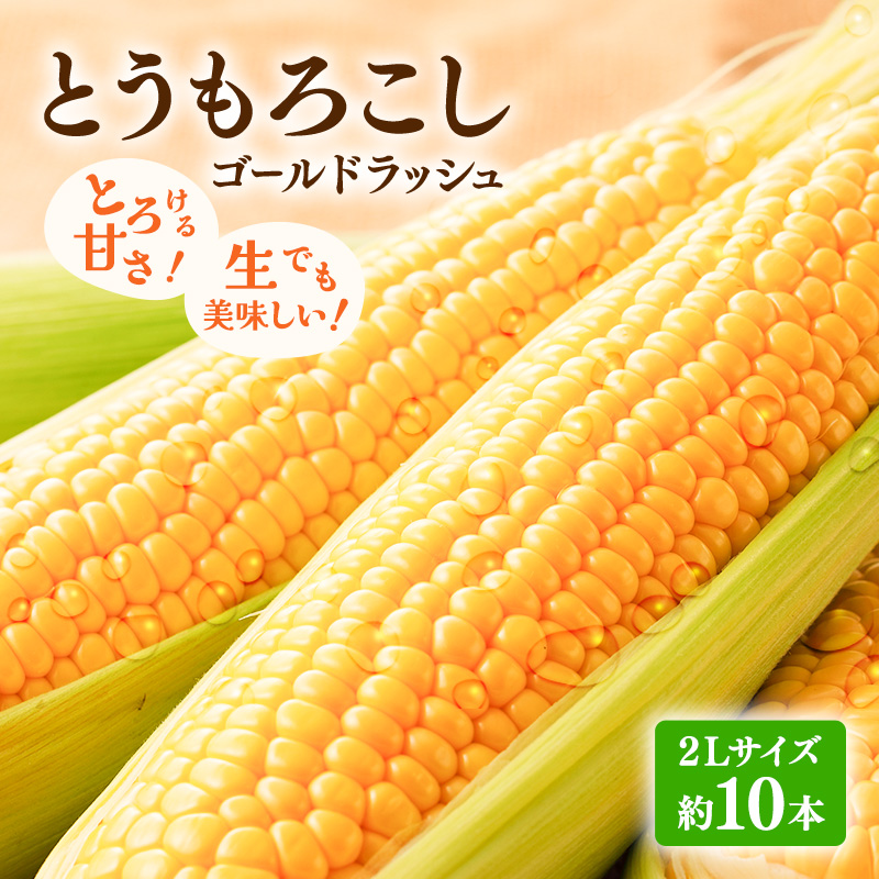 【2026年発送】富良野産 とうもろこし ゴールドラッシュ 約10本 コーン とうきび トウモロコシ 2Lサイズ 野菜 甘い BBQ 北海道 富良野 ふらの