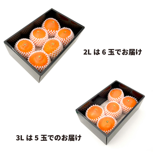 【2027年2月中旬頃から順次発送】 せとか ＜秀品＞(2L-3L / 5-6玉）贈答用化粧箱入り | みかん せとか 秀品 愛媛県 松山市 おすすめ 松山市産せとか 柑橘の大トロ「せとか」 柑橘 み