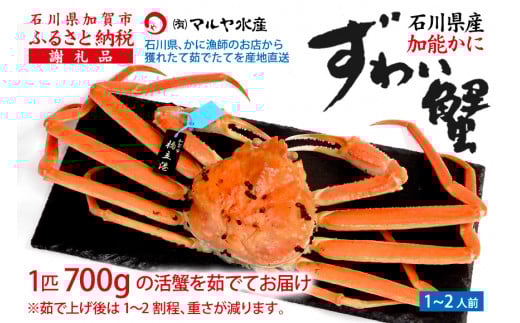 【11月10日～12月15日発送】【先行予約】【冷蔵発送】石川県産 加能かに ズワイガニ ( 産地証明タグ付 ) 茹で上げ前重量 約700g 1匹 大サイズ F6P-2750 クラウドファンディング 実施中 GCF
