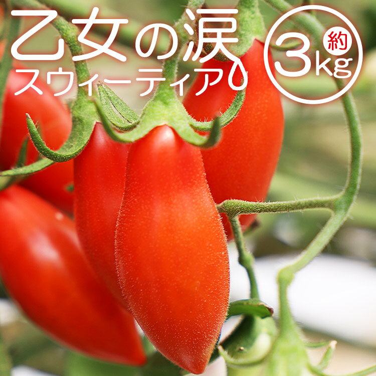 【ふるさと納税】【先行予約受付】乙女の涙 スウィーティア ミニトマト 約3kg（1kg×3箱）- 野菜 やさい とまと プチトマト フルーツトマト ギフト のし対応 高糖度 贈答用 贈り物 お礼 御礼 感謝 送料無料 井上石灰工業株式会社 高知県 香南市【常温・冷蔵】is-0011